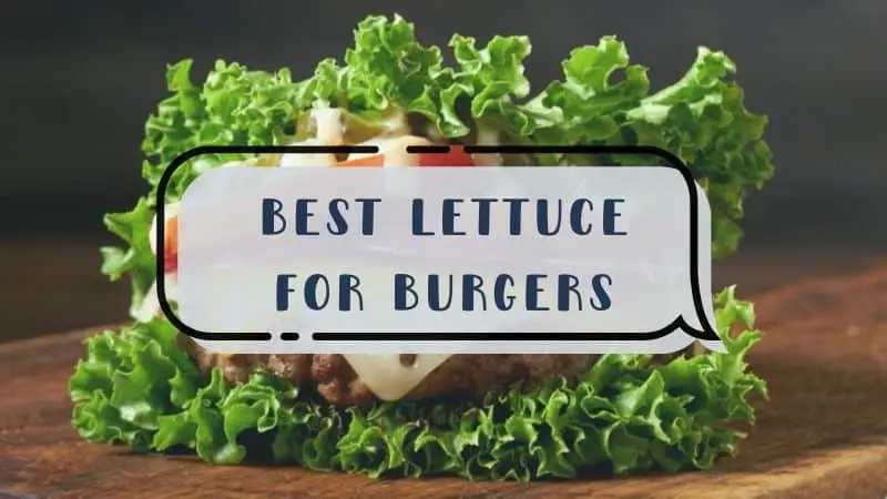 Best Lettuce For Burgers