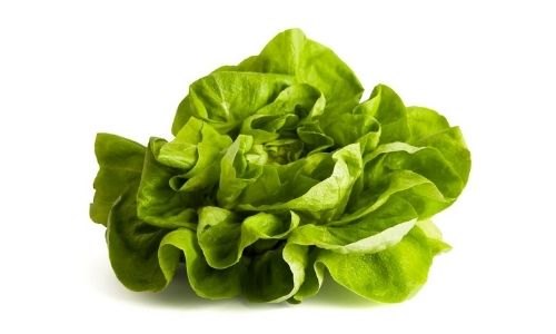 Bibb Lettuce